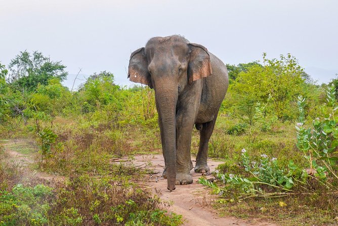 All Inclusive Udawalawa National Park Day Tour from Colombo - Who this tour fits best (and who should think twice)