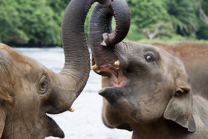 All Inclusive Udawalawa National Park Day Tour from Colombo - Private AC transport, English-speaking chauffeur, and what you actually get