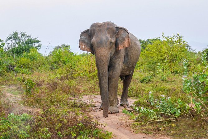All Inclusive Udawalawa National Park Day Tour From Negombo - Key highlights for your Udawalawe jeep safari day