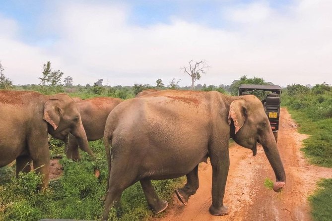 All Inclusive Udawalawa National Park Day Tour From Negombo - Why Udawalawe from Negombo is such a simple day plan