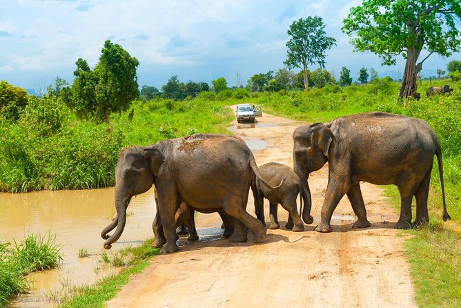 All Inclusive Udawalawa National Park Day Tour From Negombo - What the countryside drive is really doing for your day