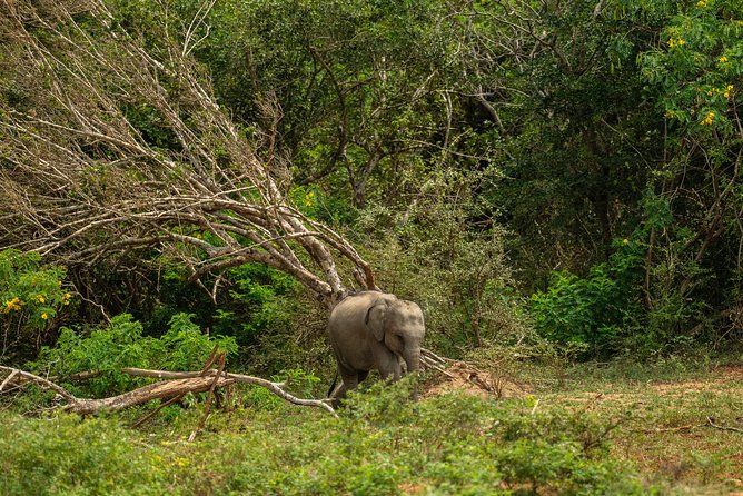 All Inclusive Udawalawa National Park Day Tour From Negombo - Price and value: is $275 per person actually fair?