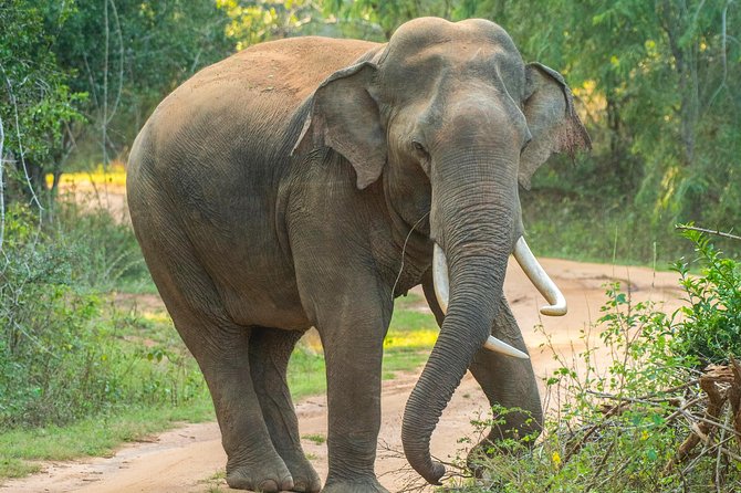 All Inclusive Udawalawa National Park Day Tour From Negombo - Who this tour suits best (and who should think twice)