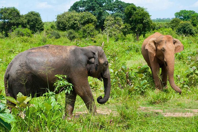 All Inclusive Udawalawa National Park Day Tour From Negombo - Timing, duration, and how to prep for a full 12-hour day