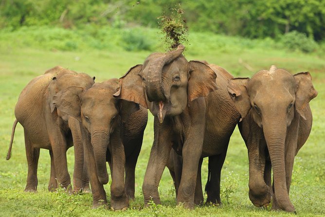 All Inclusive Udawalawa National Park Day Tour From Negombo - 6:00 am pickup and a private A/C ride that saves your energy