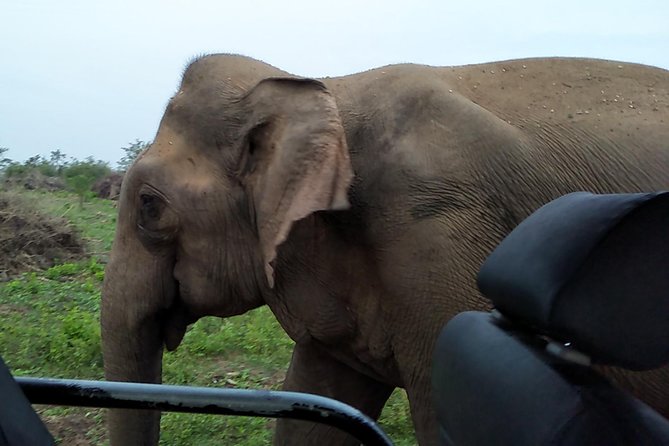 All Inclusive Udawalawe National Park Safari Day Tour from Colombo and Negombo - Colombo and Negombo Pickup: The Day Starts in Motion