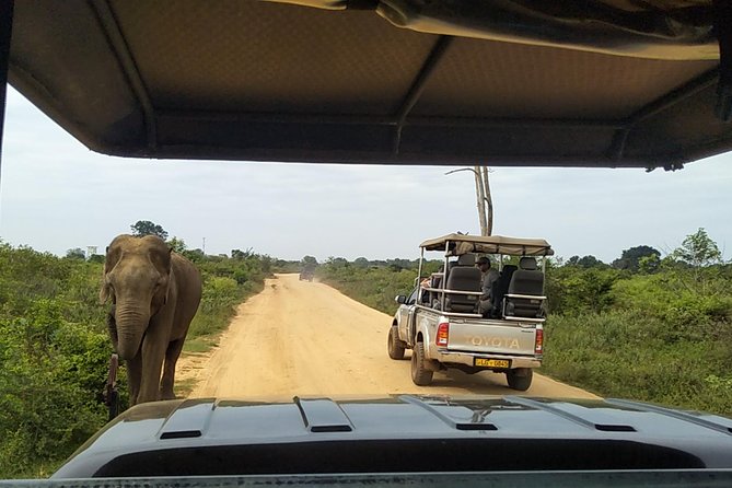 All Inclusive Udawalawe National Park Safari Day Tour from Colombo and Negombo - Guide and Narration: English/German Support That Actually Helps