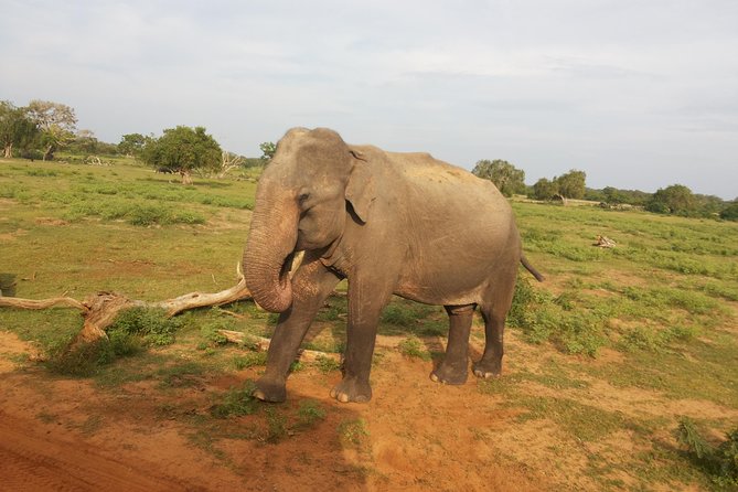 All Inclusive Udawalawe National Park Safari Day Tour from Colombo and Negombo - Udawalawe: What You Can Realistically Expect to See