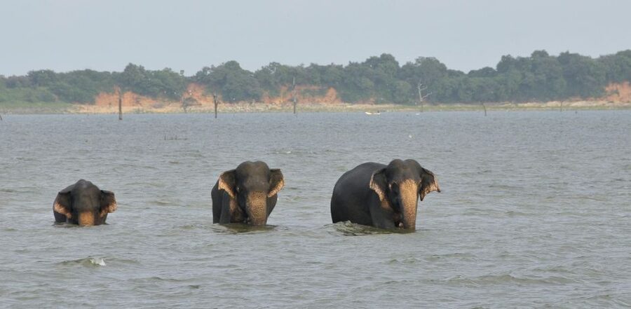 All inclussive Udawalawa National Park Safari From Colombo - Who this tour suits best (and who should skip it)