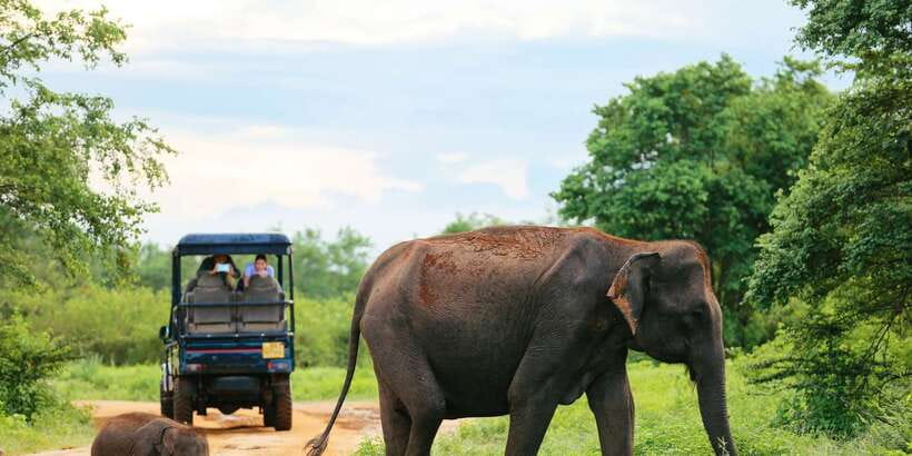 All inclussive Udawalawa National Park Safari From Colombo - Udawalawa National Park jeep safari: your best elephant odds