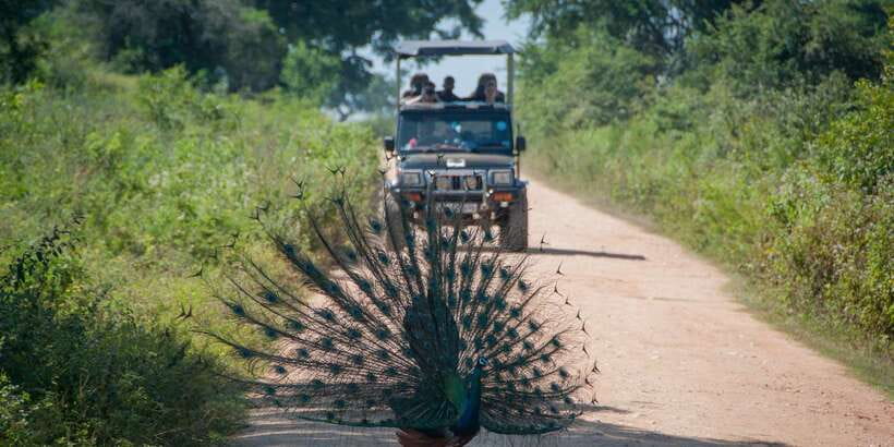 All inclussive Udawalawa National Park Safari From Colombo - What you’ll see beyond elephants: birds, crocodiles, and buffalo