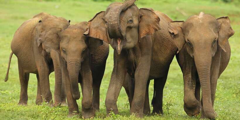 All inclussive Udawalawa National Park Safari From Colombo - Elephant Transit Home: the included stop you’ll remember