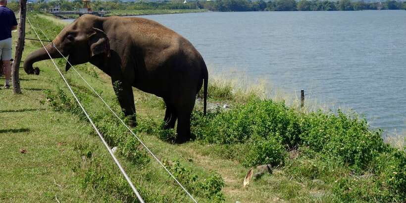All inclussive Udawalawa National Park Safari From Colombo - Lunch at a park-area hotel: plan for extra spending