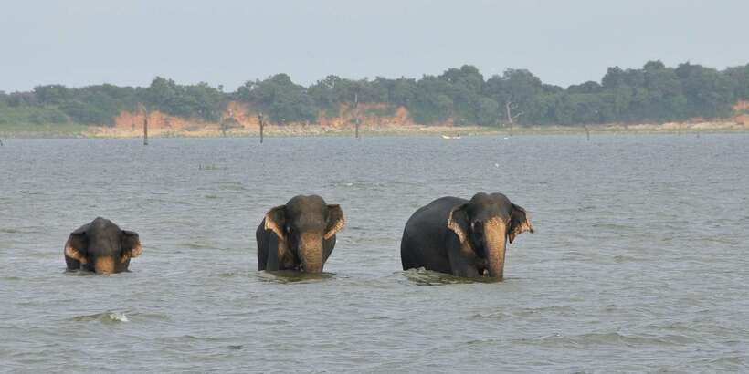 All inclussive Udawalawa National Park Safari From Colombo - Price and logistics: is $225 good value?