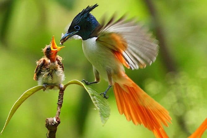 Bird Watching Tour Sri Lanka - 10 Days - Key highlights you’ll feel on the trip