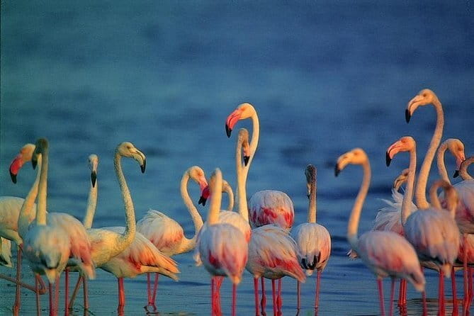 Bird Watching Tour Sri Lanka - 10 Days - From Bandaranaike Airport to laid-back Negombo time