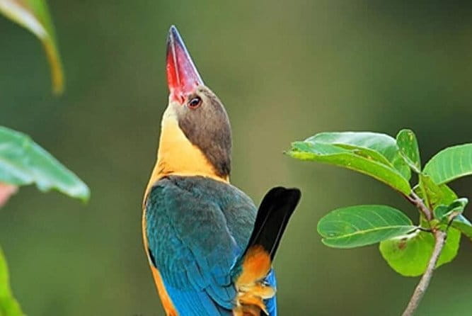 Bird Watching Tour Sri Lanka - 10 Days - Sigiriya area mornings and Udawatta Kele’s forest cover