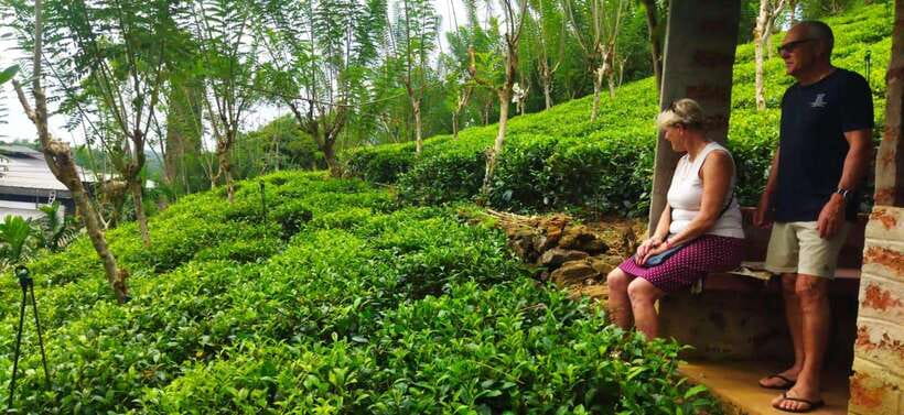 Ceylon Tea Experience from Colombo Port Passenger Terminal - The countryside drive: rice fields, rubber, cinnamon, and that village rhythm