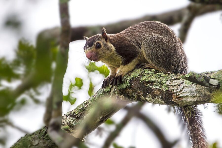 Colombo/Bentota/Kalutara/Ahungalla: Yala Safari Tour - Leopards, Elephants, Crocodiles: What You Actually Look For