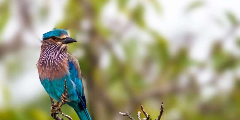 Colombo/Bentota/Kalutara/Ahungalla: Yala Safari Tour - Different Habitats Mean Different Chances