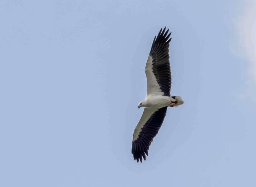 Colombo: Bird watching around Colombo-Guided Tour - 06 hours - Colombo wetlands in one day: why this route works