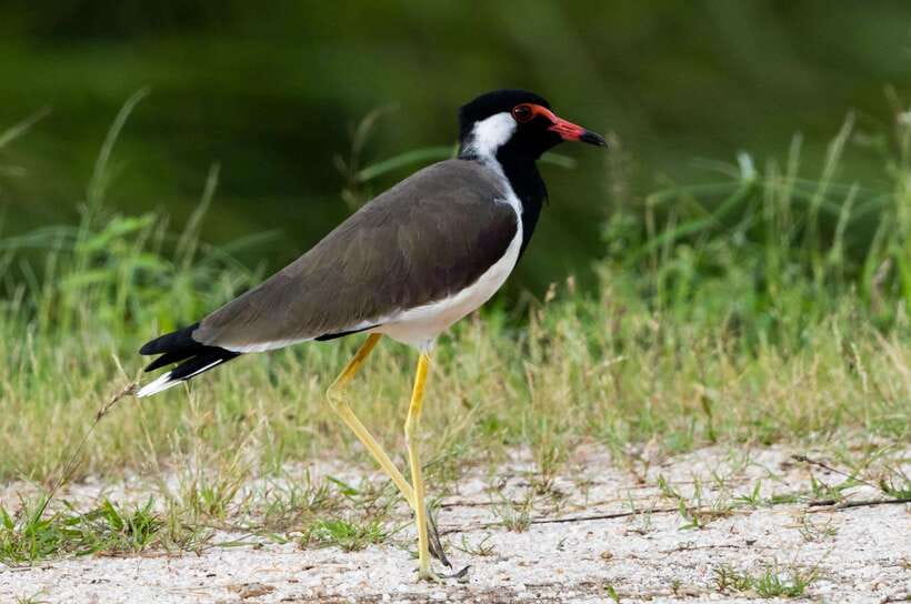 Colombo: Bird watching around Colombo-Guided Tour - 06 hours - What you’ll spot: birds plus the small life around the water