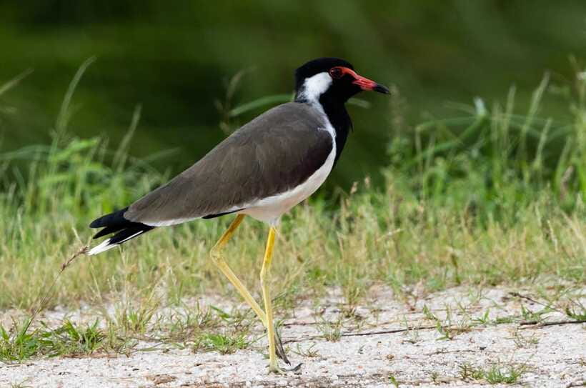 Colombo: Bird watching around Colombo-Guided Tour - 06 hours - Small practical tips so you get more from the day