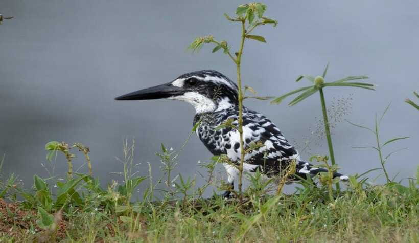 Colombo: Bird watching around Colombo-Guided Tour - 06 hours - Should you book this Colombo birdwatching tour?