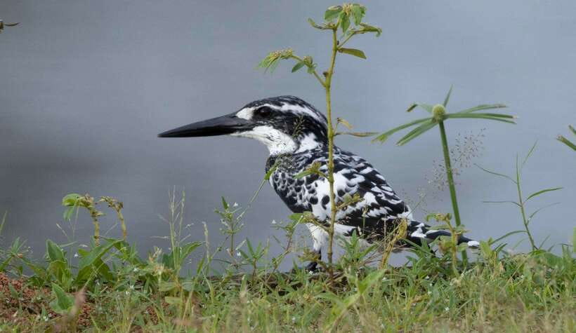 Colombo: Bird watching around Colombo-Guided Tour - 06 hours - The 6-hour plan: from hotel pickup to three birding stops
