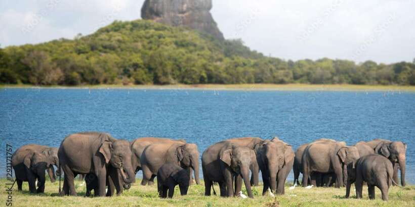 Colombo/Negombo to Sigiriya, Dambulla & Jeep Safari Day Tour - Wild Jeep Safari in the jungle: spotting wildlife the bumpy way