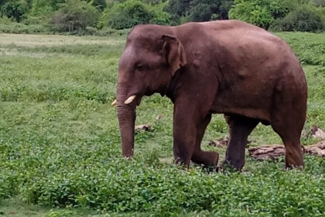 Colombo , Negombo to Trincomalee Transfer and Safari - Why the private driver setup helps (and what to expect)