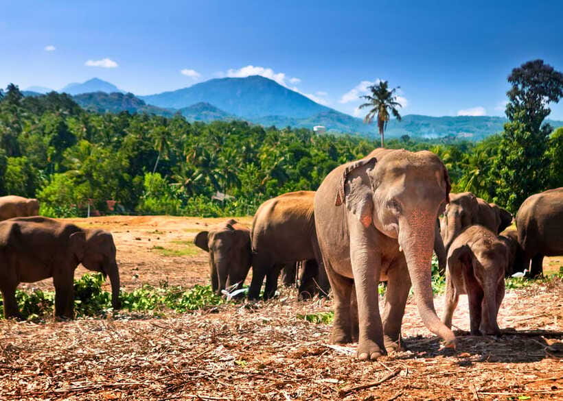 Colombo: Sri Lanka Cultural Triangle Hotspots 2-Day Tour - Dambulla Golden Cave Temple: 22 Centuries of Buddha Statues and Paintings