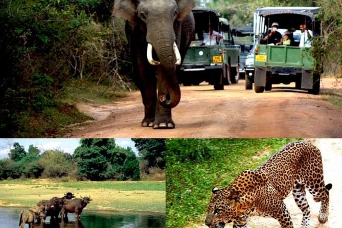 Colombo to Kandy,Ella & Yala 3 Day Tour - The Morning Train Plan on Day 2: Peradeniya to Nanu Oya