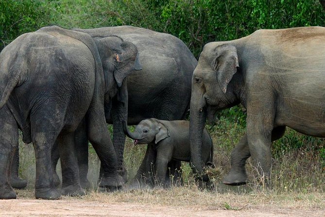 Colombo to Kandy,Ella & Yala 3 Day Tour - Day 3’s Nature Shift: Ella Waterfalls and Yala National Park