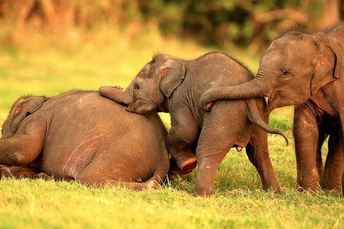 Colombo to Trincomalee Shuttle & Safari Drive - Colombo to Trincomalee, with wildlife built in