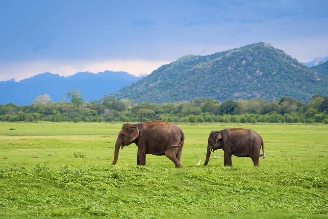 Colombo to Trincomalee Shuttle & Safari Drive - Getting from hotel to jeep: timing, comfort, and the long-day reality