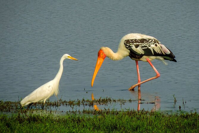 Colombo to Trincomalee Shuttle & Safari Drive - Is it worth it versus doing this on your own?
