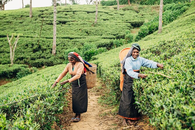 Customized 11-Day Flexible Sri Lanka Tour with Private Car - Day 6: Peradeniya Gardens, Ramboda Falls, and tea-country factory time