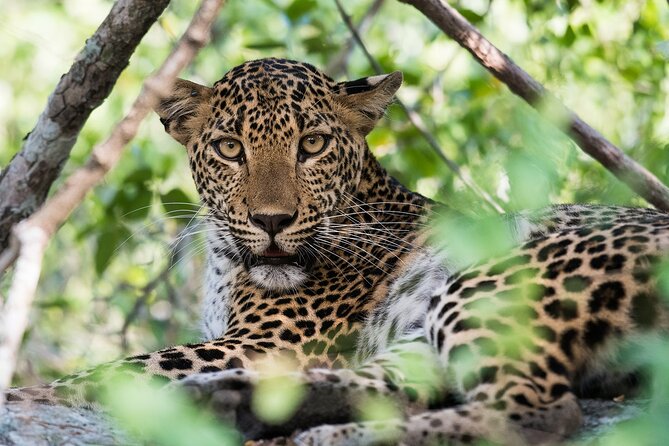 Customized 11-Day Flexible Sri Lanka Tour with Private Car - Day 8 and 9: Nanu Oya to Ella by train, Nine Arches, Little Adam’s Peak, Ravana Falls, then Yala safari