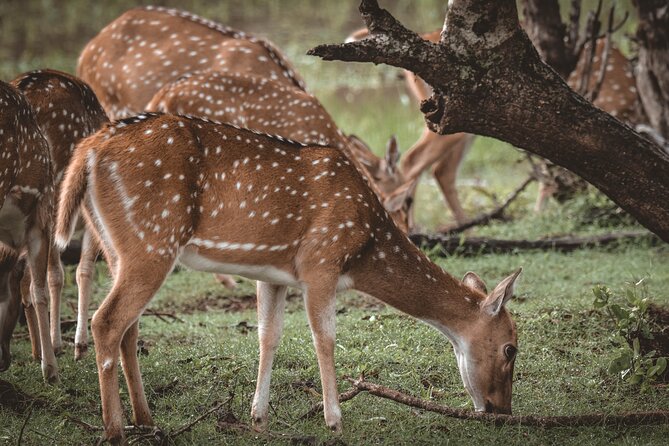 Day Excursion to Yala National Park From Colombo - Early 6:00 am pickup from Colombo: why the timing matters