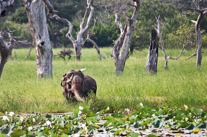 Day Excursion to Yala National Park From Colombo - The off-road Jeep safari: how to maximize your chances