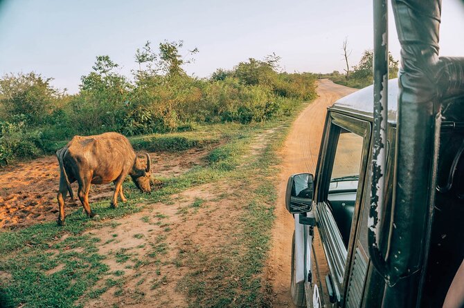 Day Excursion to Yala National Park From Colombo - What you eat and carry: simple prep for a hot, full day