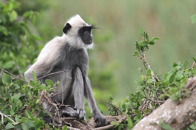 Day Excursion to Yala National Park From Colombo - The drive south from Colombo to Yala: comfort, snacks, and a sanity-saving plan