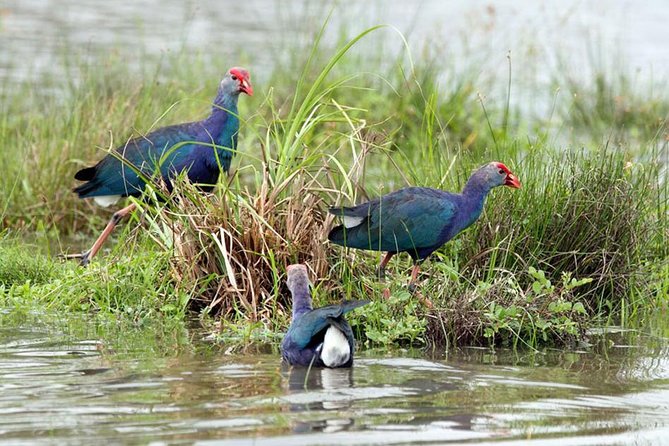 Day Tour to Anawilundawa Wetland Sanctuary - Anawilundawa Wetland Sanctuary: 150+ species worth the drive