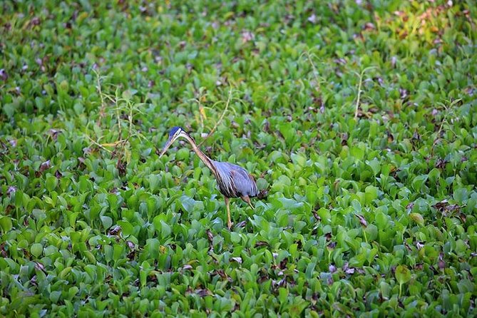 Day Tour to Anawilundawa Wetland Sanctuary - 5 hours of birding: what to expect inside the sanctuary