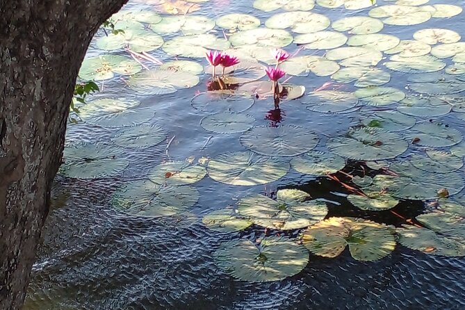 Day Tour to Anawilundawa Wetland Sanctuary - Comfort, snacks, and what to bring