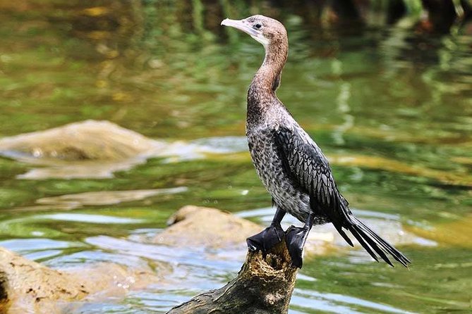 Day Tour to Anawilundawa Wetland Sanctuary - Private Negombo pickup and the small-group rhythm
