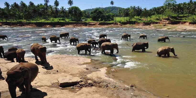 Day Tour to Elephant Orphanage / spice garden - Key Highlights You Can Count On