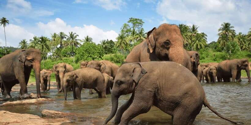 Day Tour to Elephant Orphanage / spice garden - From Colombo to Pinnawala: How the Long Drive Still Works