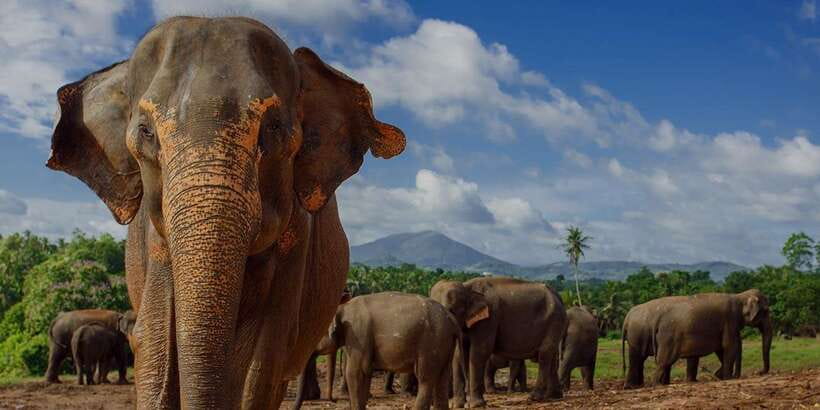 Day Tour to Elephant Orphanage / spice garden - Watching Elephants Without Losing Your Patience: Spotting Extra-Fee Triggers